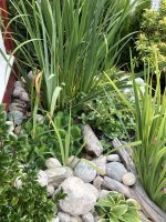 7E2B6A04-22D7-4540-A6FF-71025DF4D152.jpeg 7E2B6A04-22D7-4540-A6FF-71025DF4D152.jpeg