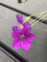 54E91BBD-85D6-4C5B-A5E3-31F06034E3F4.jpeg