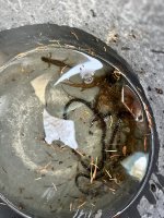IMG_0461.jpeg