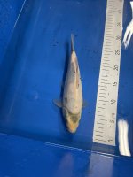 Nr.14. 25cm. Vekst 8cm. (2).jpg