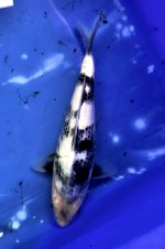 Nr.43. 23cm. Vekst 6cm..jpg