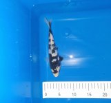 Nr.2. 21cm. Vekst 5cm. (2).jpg