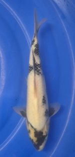 Nr.6. 29cm. Vekst 12cm..JPG