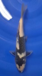 Nr.13. 27cm. Vekst  11cm..JPG