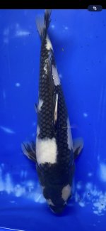 Nr.7. 29cm. Vekst 13cm..jpeg