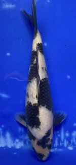 Nr.42. 33cm. Vekst 16cm..jpeg