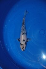 Nr.1. 29cm. Vekst 13cm..JPG