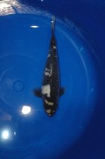 Nr.18. 34cm. Vekst 17cm..JPG