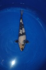 Nr.23. 32cm. Vekst 16cm..JPG