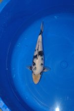 Nr.25. 32cm. Vekst 15cm..JPG