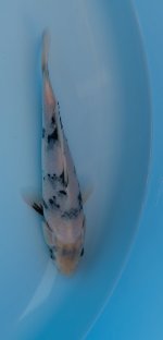 Nr.8. 25cm. Vekst 7cm..jpg