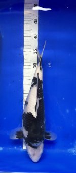 Nr.19. 37cm. Vekst  16cm..jpg