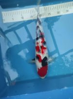 Nr.8. 40cm. Vekst 4cm..JPG