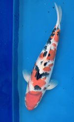 Fisk nr.11. 47cm 31.10.2025. Vekst 12cm. (2).jpeg