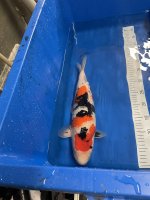 Nr.4. 43cm. Vekst 7cm. (2).jpg