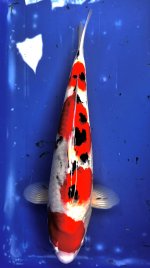 Nr.12. 43cm. Vekst 6cm..jpg