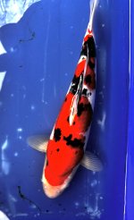 Nr.14. 33cm. Vekst 1cm..jpg