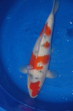 Nr.6. 48cm. Vekst 11cm..JPG