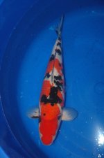 Nr.13. 42cm. Vekst 8cm..JPG