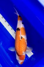 Nr.5. 50cm. Vekst 13cm. (2).jpeg