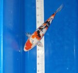 Nr.10. 44cm. Vekst  6cm. (2).jpg