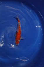 DSC_0015.JPG DSC_0015.JPG