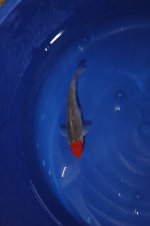 DSC_0034.JPG DSC_0034.JPG