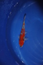 DSC_0042.JPG DSC_0042.JPG