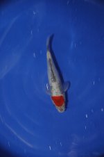 DSC_0094.JPG DSC_0094.JPG