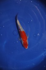 DSC_0098.JPG DSC_0098.JPG