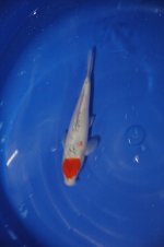 DSC_0107.JPG DSC_0107.JPG