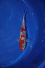 DSC_0115.JPG DSC_0115.JPG