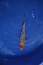 DSC_0124.JPG DSC_0124.JPG
