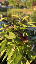 IMG_6965.jpeg