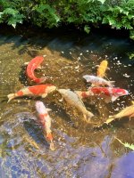 IMG_8081.jpeg