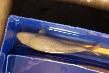 Koi 23-8-12 027.jpg