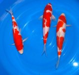 Torazo-nisai2.jpg Torazo-nisai2.jpg