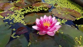 20160715_121526.jpg
