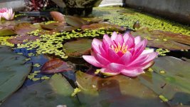 20160715_121603.jpg